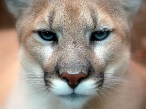 Cougar / Puma / Mountain Lion / Panther (Puma ...