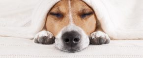 Beds and Bedding Sizes jack russell dog sleeping under the blanket in bed the bedroom ill sick or tired sheet covering most of the face eyes closed