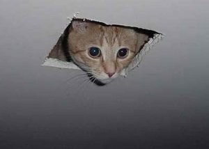 ceiling cat