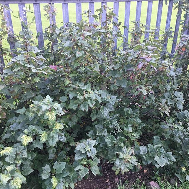 blueberry bushes growing in my mother's garden in Co. Cork