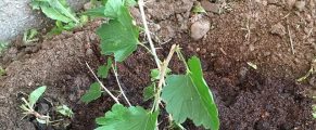 Attempting to Grow Some Fruit in the Garden 20686751_1417270825036603_4818842178128183296_n