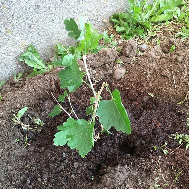 One of the fruit plants I planted in my back garden