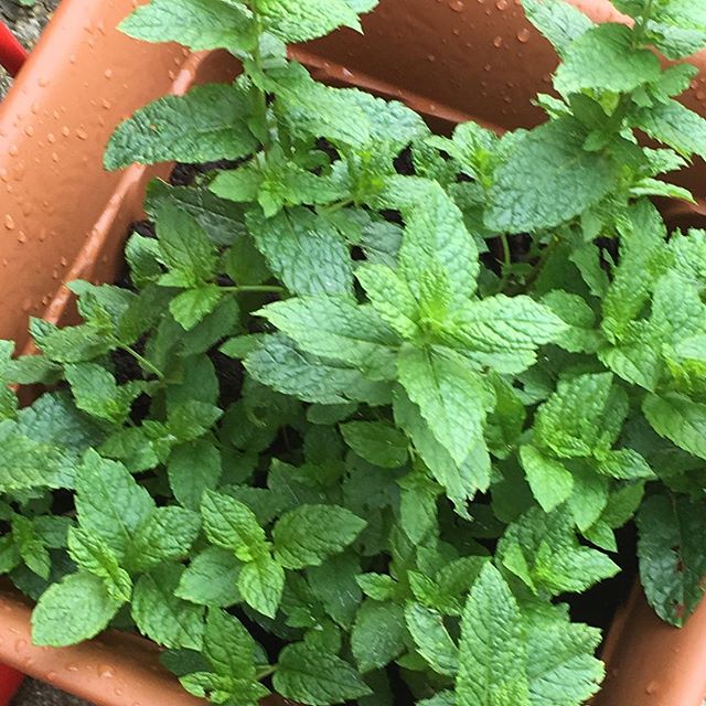 mint growing in a planter