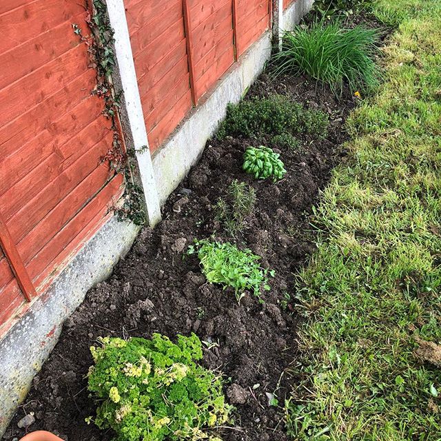 Herbs growing in the garden