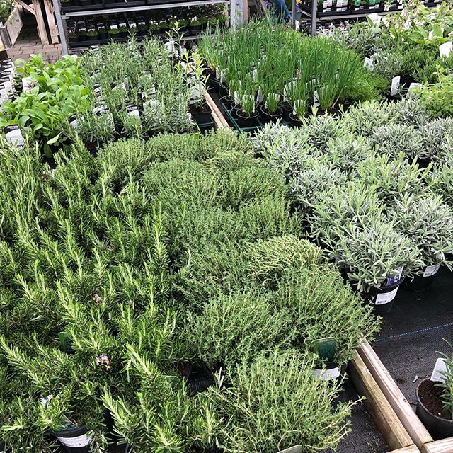 Herb plants on display in the arboretum garden centre