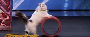 The Internet Really is Full of Cats Video thumbnail for youtube video 8e0z3-iz_ty