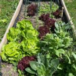 Growing my own Salad Ingredients